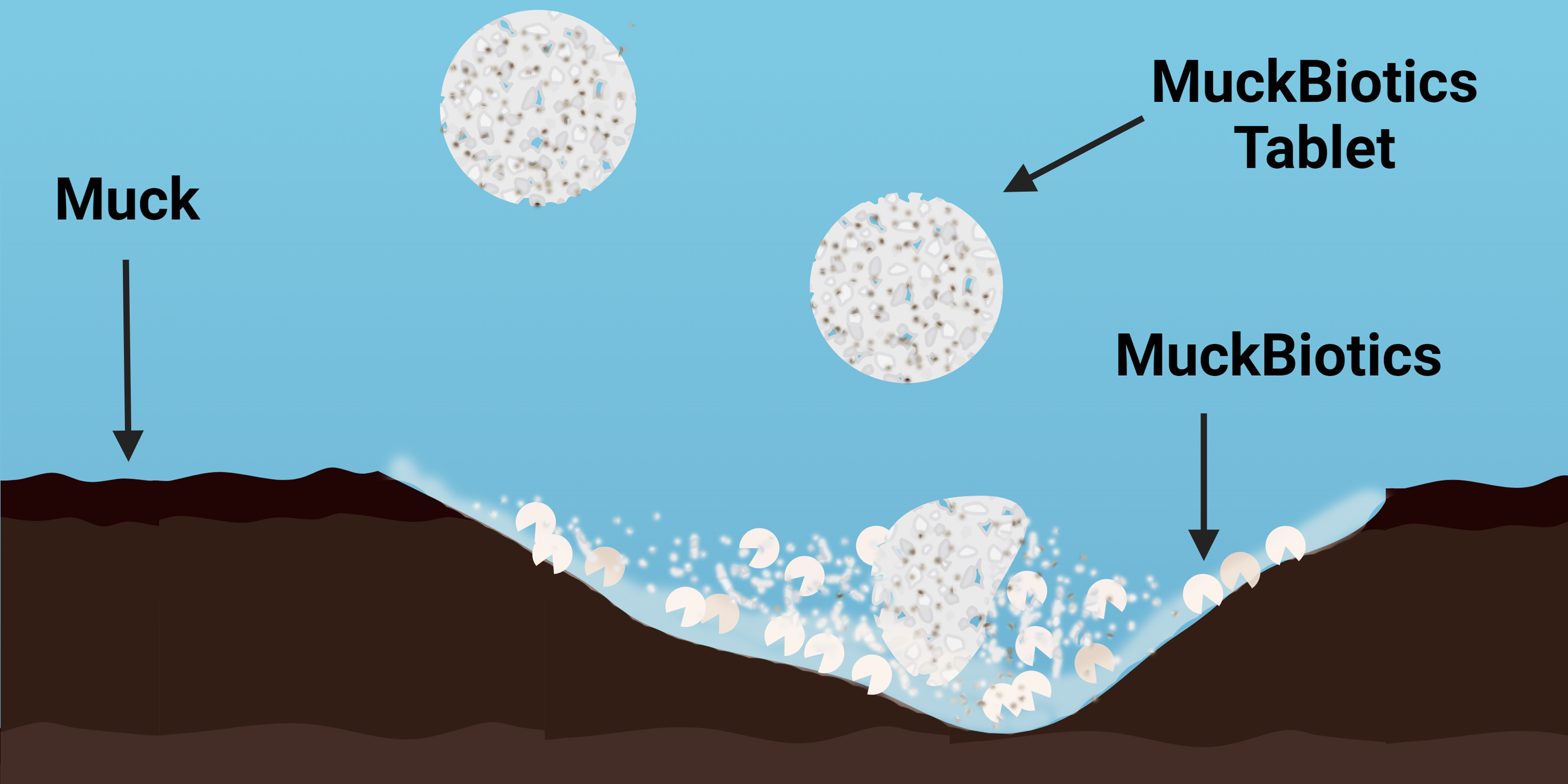 Natural Lake diagram showing MuckBiotics tablets settling into the muck layer