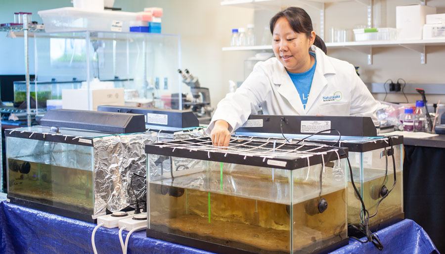 Natural Lake Biosciences researcher working with freshwater muck testing tanks